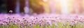 banner of a flower meadow with purple flowers Royalty Free Stock Photo