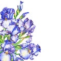 Banner with flowering blue and violet Iris. Royalty Free Stock Photo