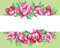 Banner with flowering pink peonies, isolated on green background.