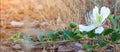 Banner. Flowering plant Capparis spinosa. White flowers and buds with green leaves. Vegetable culture: unblown flower Royalty Free Stock Photo