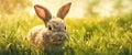 Banner fluffy bunny in a green garden on a sunny day Easter animals background.