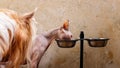 Banner format. A hairless dog watching the sphynx eating food from his bowl. Animal feeding, pets, hobbies. Close-up Royalty Free Stock Photo