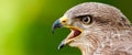 Banner format photo of a Common Buzzard Buteo buteo