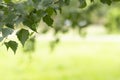 Banner frame of fresh green tree leaves on summer morning in light outdoors sun with natural blurry background. Close-up, wide Royalty Free Stock Photo