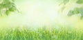 Banner frame of fresh lush green grass with dew drops of water and tree leaves on summer morning in light outdoors sun with natura Royalty Free Stock Photo