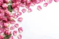 Banner with frame made of pink rose flowers and petals, springtime composition with copy space Royalty Free Stock Photo