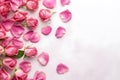 Banner with frame made of pink rose flowers and petals, springtime composition with copy space Royalty Free Stock Photo