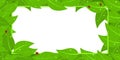 Banner Frame With Red Ladybugs And Green Leaves With Water Drops Isolated Vector Illustration Background Royalty Free Stock Photo