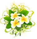 Banner with frangipani. Royalty Free Stock Photo