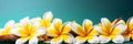 Banner of a frangipani flowers on a blue background, illustrator ai generative Royalty Free Stock Photo
