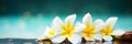Banner of a frangipani flowers, illustrator ai generative Royalty Free Stock Photo
