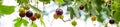 banner of fresh black currant and leaves on branch in light summer garden