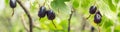 banner of fresh black currant and leaves on branch in light summer garden