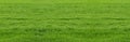 Banner with fresh green grass. Texture of green grass. Background with grass suitable design banners for different sports. Royalty Free Stock Photo