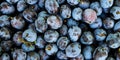 Banner of fresh ripe plums as a background Royalty Free Stock Photo