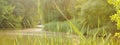 Banner of fresh summer green grass background; sunny pond and forest; Royalty Free Stock Photo