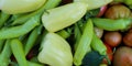 Banner. Freshly picked vegetables in the garden. Different types of peppers, tomatoes and more. Organic vegetables grown in the Royalty Free Stock Photo