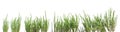 banner of freshly salicornia europaea green plant sticks isolated (marsh samphire, sea aspargus) Royalty Free Stock Photo