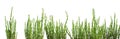 banner of freshly salicornia europaea green plant sticks isolated (queller, marsh samphires) Royalty Free Stock Photo