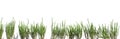banner of freshly salicornia europaea green plant sticks isolated (queller, sea pickle, marsh samphire, sea aspargus) Royalty Free Stock Photo