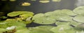 Banner a Frog resting on a lotus leaf Royalty Free Stock Photo