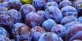 Banner of fruit plums, prunus domestica Royalty Free Stock Photo