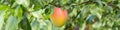 banner of Fruits of a mature purple plum on a tree branch in a garden close-up