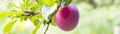 banner of Fruits of a mature purple plum on a tree branch in a garden close-up