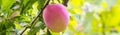 banner of Fruits of a mature purple plum on a tree branch in a garden close-up