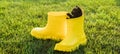 Banner Funny black kitten sitting in yellow boot on grass copy space. Cute image concept for postcards calendars and Royalty Free Stock Photo