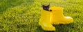 Banner Funny black kitten sitting in yellow boot on grass copy space. Cute image concept for postcards calendars and Royalty Free Stock Photo