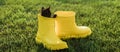 Banner Funny black kitten sitting in yellow boot on grass copy space. Cute image concept for postcards calendars and Royalty Free Stock Photo