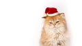Banner with funny Christmas cat in Christmas red Santa hat on white background. card with Little serious and sad furry