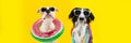 Banner funny dogs summer. American Staffordshire inside an ring inflatable and a border collie wearing a colorful garland.