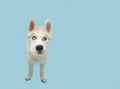 Banner funny husky puppy dog looking waysides. Isolated on blue background