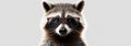 Banner with funny raccoon wearing pair of oversized glasses and bowtie Royalty Free Stock Photo