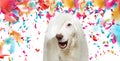 BANNER FUNNY ROCKY DOG WEARING A WHITE WIG FOR CARNIVAL OR NEW YEAR PARTY. ISOLATED ON WHITE BACKGROUND WITH COLORFUL CONFETTI