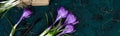 Banner of Gardening tools, peat pots, crocus flower. spring Royalty Free Stock Photo