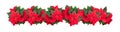 Banner. Garland of poinsettia flowers on a white isolated background. Christmas decoration Royalty Free Stock Photo