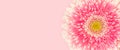 Banner with gerbera flower on a pink background. Royalty Free Stock Photo