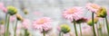 Banner with gerberas Royalty Free Stock Photo