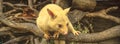 Banner of golden brushtail possum Royalty Free Stock Photo