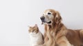 Banner with golden retriever and cat. Copy space. Generative AI Royalty Free Stock Photo
