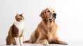 Banner with golden retriever and cat. Generative AI Royalty Free Stock Photo