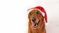 Banner with a golden retriever dog wearing a Santa hat on a white background. Royalty Free Stock Photo