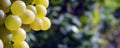 Banner grapevine in garden, selective focus with blur background. Close up