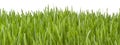 Banner Green Grass Background Royalty Free Stock Photo