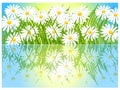 Banner with grass and daisies.