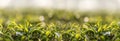 Banner Green tea tree leaves camellia sinensis organic farm sunlight. Panorama Fresh young tender bud herbal farm in morning. Royalty Free Stock Photo