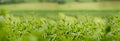 Banner Green tea tree leaves field young tender bud herbal Green tea tree in camellia sinensis organic farm. Panorama Fresh Tree Royalty Free Stock Photo